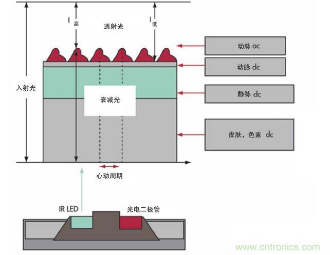 可以用發(fā)光二極管 （LED） 來照亮皮膚，然后測量反射到一個光電二極管的光量來監(jiān)測每個心動周期