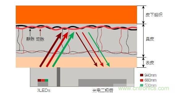 反射光脈搏測(cè)量原理。傳感器發(fā)出的光透過(guò)皮膚和組織，一部分被吸收，一部分被反射回檢測(cè)器。因?yàn)閯?dòng)脈中的血流量隨心臟的每次跳動(dòng)會(huì)有所變化，因此光線被吸收的量以及檢測(cè)器收到的信號(hào)強(qiáng)度也會(huì)隨之發(fā)生改變。綠光可以在手腕處提供最佳結(jié)果，而紅光和紅外光一般用于手指測(cè)量。 8