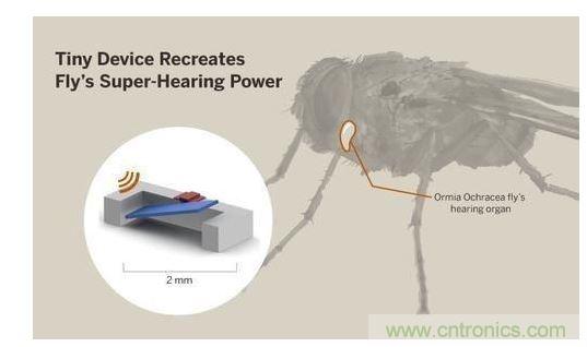 顯示研究人員們經(jīng)由這種寄生蠅的聲音處理機(jī)制啟發(fā)，開發(fā)出一款低功耗的麥克風(fēng)組件。