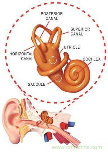 圖1. 人體平衡和聽力是內(nèi)耳中復(fù)雜平衡器官的一部分。